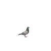 Bert