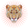 lioness