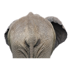 The elephant popo