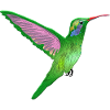 humming-bird
