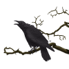 Corbeau noir