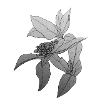 Flowers in buds