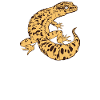 LEOPARD GECKO WHISPERER