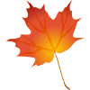 maple