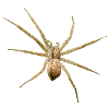 Spinne