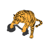 Weightlifting Tiger