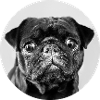 Black pug