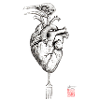 heartbird