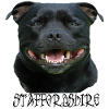 Staffordshire,Terrier,Stafford,Hundekopf,Staffbull