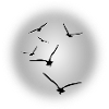 flight of birds