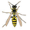 Wasp / hornet / bee