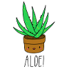 Aloe!