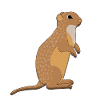 Ground squirrel is