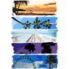 Palm trees and beach