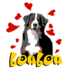 bernese mountain dog