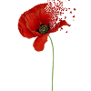 Mohnblume
