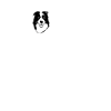 (Border-Collie-Herzschlag)