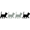 Kitten