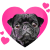 Pug Love pink