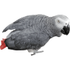 gray bird