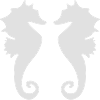 2 seahorses