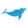 dolphin