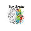 The Brain