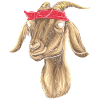 Ziege mit Bandana