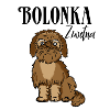 Bolonka Zwetna brown Russian dog
