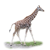 Junge Giraffe