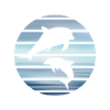 Dauphins Dolphins