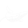 whale