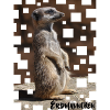 Erdmännchen