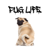 Mops Leben