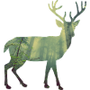 Hirsch