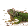 iguana