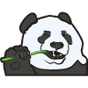 Sweet panda nibbles on bamboo