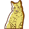 Wild Cat Wildcat Lynx