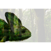 Caméléon voilé