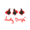 Ladybug ladybugs animals