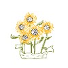 Sunflowers Summer Beautiful Flowers