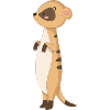 Mangoute suricate