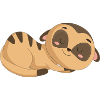 meerkat