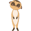 Suricate Mangust