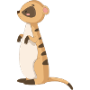 Mongoose Meerkat