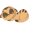 Beau suricate