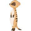 Süßes Erdmännchen Manguste