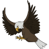 Greifvogel Weißkopfseeadler Angriff