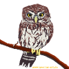 pygmy without background