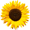 Sonnenblume